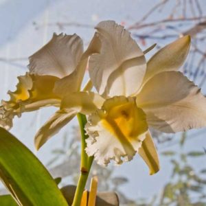 IMG_2496 cattleya