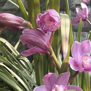 orquidea-3-600x400 orquidea-3-600x400