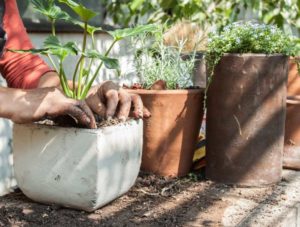 Cuidar tu jardin