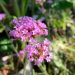 Verbena