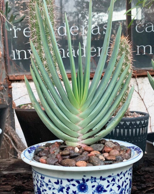 ALOE-PLICATILIS.jpg