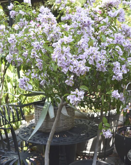 BOUGANVILLA PIE ALTO 2