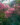CRESPON-ARBOREO-ROSADO.jpg