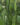 EQUISETUM.jpg