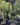 Euphorbia-trigona.jpg