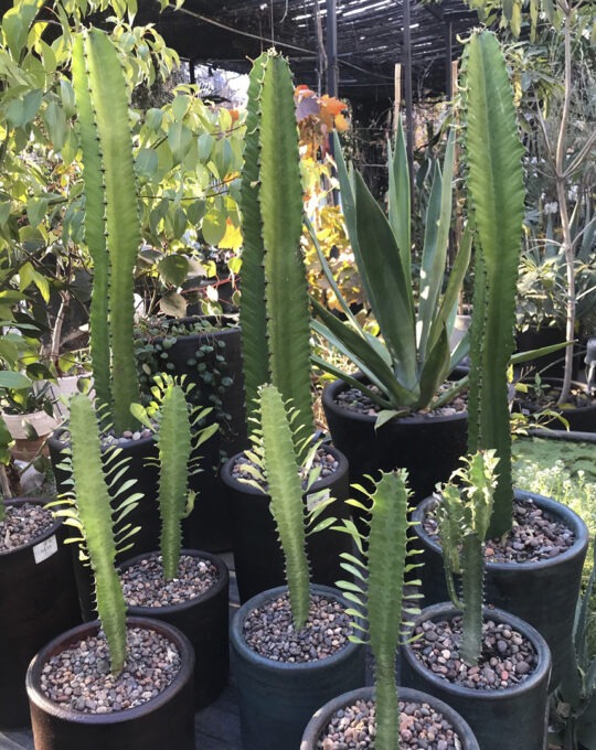 Euphorbia-trigona.jpg