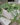 FICUS-REPENS.jpg