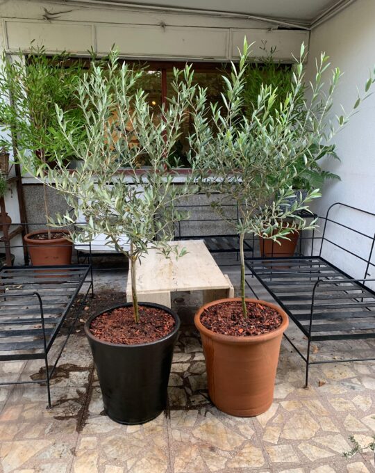 WhatsApp Image 2025-05-08 at 13.35.04 (1)