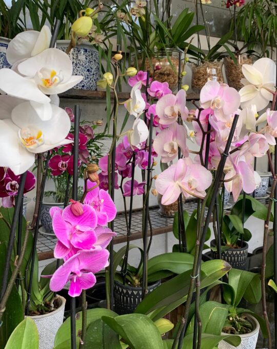 WhatsApp Image 2025-05-08 at 13.53.34 (1)