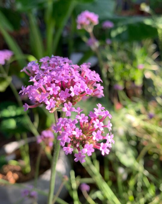Verbena