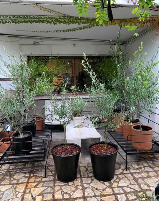 WhatsApp Image 2025-05-09 at 11.29.39