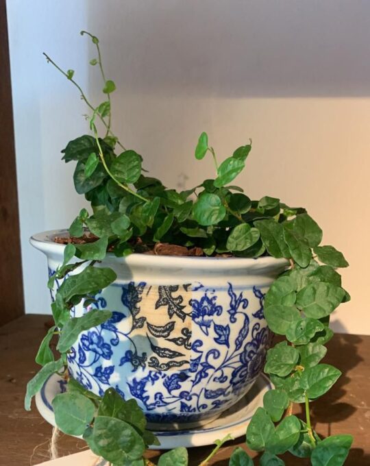 WhatsApp Image 2025-05-15 at 17.27.13