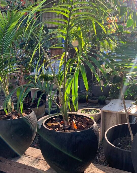 WhatsApp Image 2025-05-17 at 11.20.44