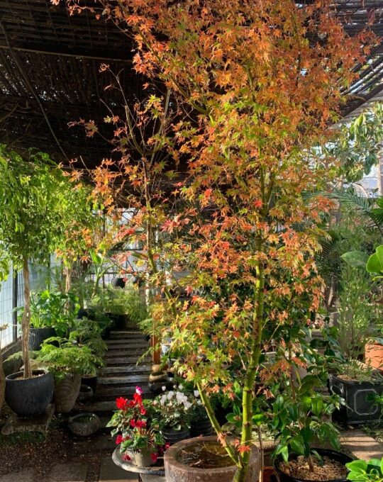 acer-japonico-la-mariposa