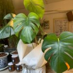 Monstera deliciosa