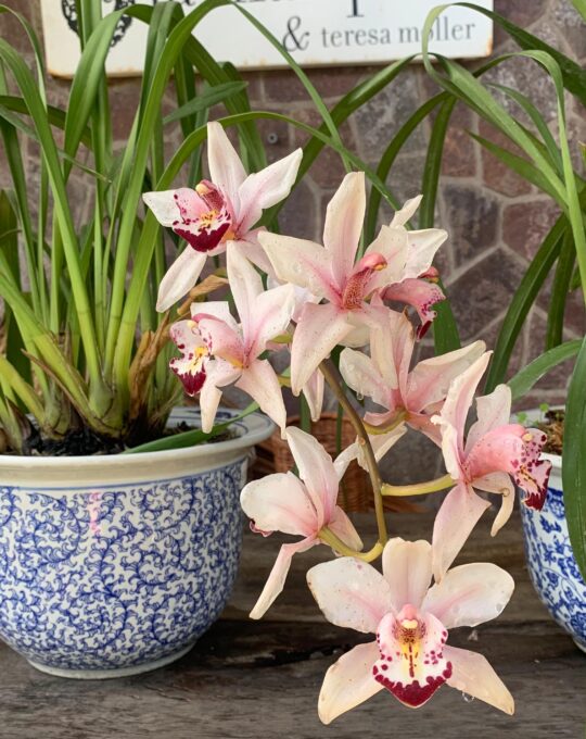 Orquidea cymbidium